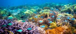 snorkeling iles Gili corail