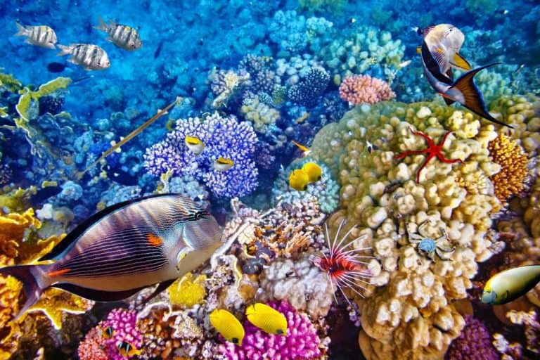 snorkeling diving indonesia reef fish
