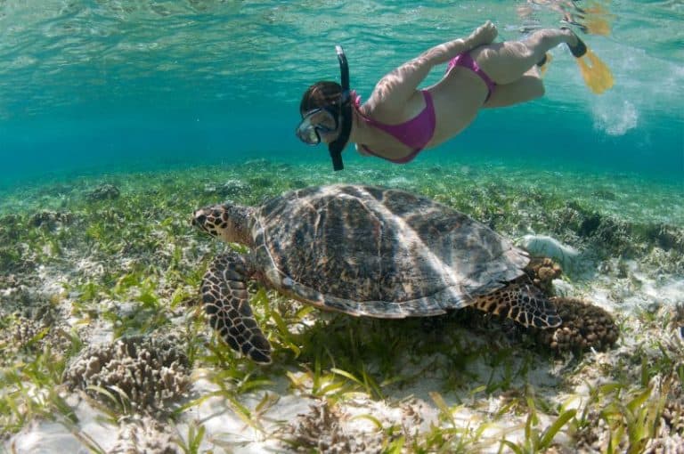 snorkeling tortue Bali Indonesia