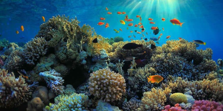 snorkling bali amed fonds marins