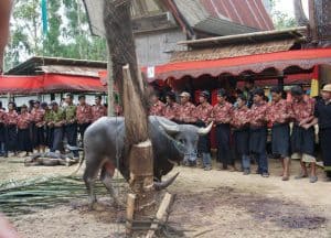Sulawesi buffalo ritual ceremony Bali Authentique