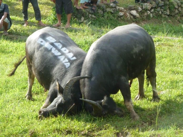 Sulawesi Toraja buffle combat