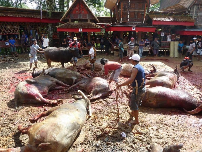 Sulawesi Toraja buffle sacrifice