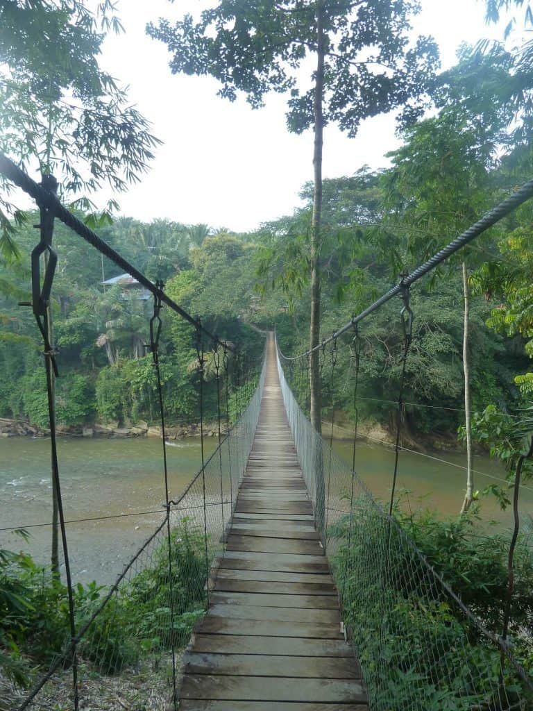 Sumatra Tangkahan pont de singe