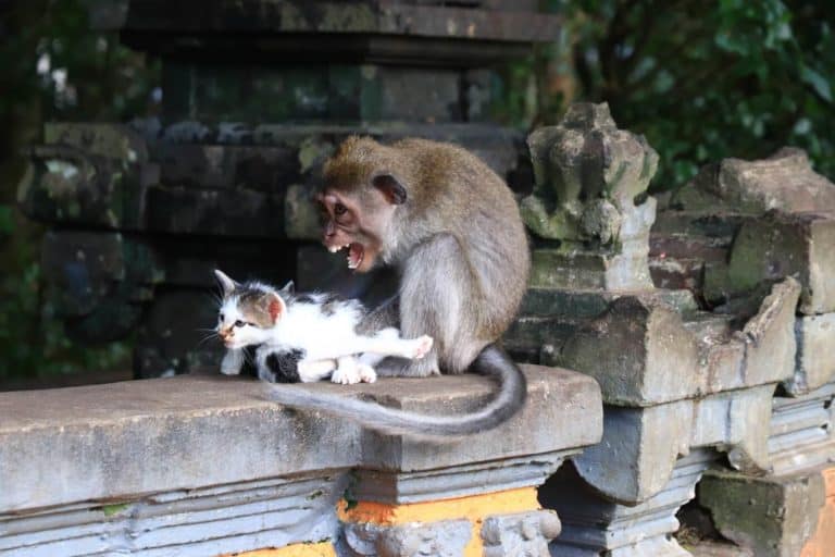 temoignage avis bali authentique singe chat
