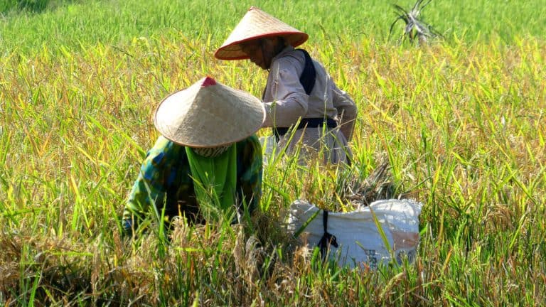 testimonial Bali rice fields pano