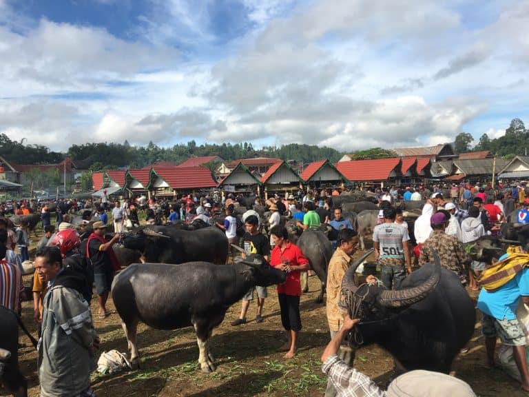 testimonial Sulawesi toraja marchés d'animaux traditionnels