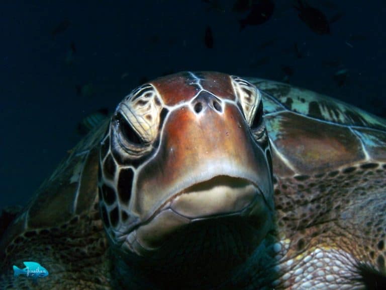 tortue de mer gili meno ile lombok panorama