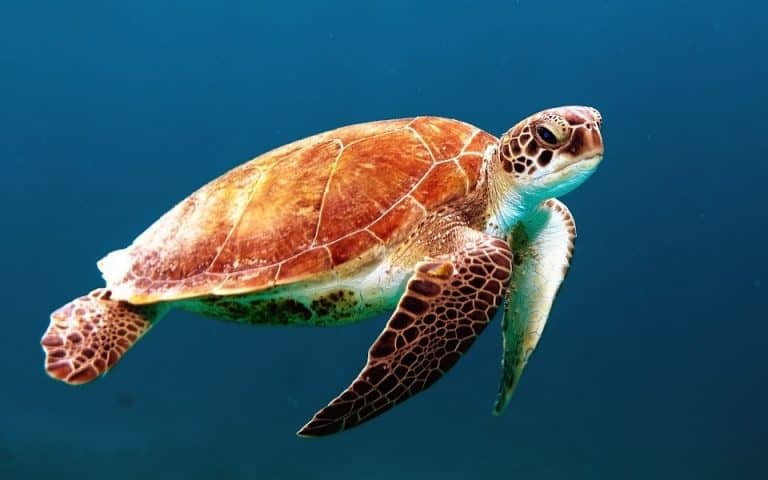 tortue gili islands indonesie fonds marins