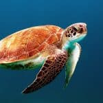 tortue gili islands indonesie fonds marins