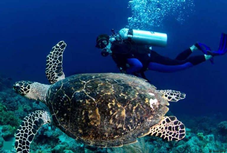 tortue indonesie decouverte faune