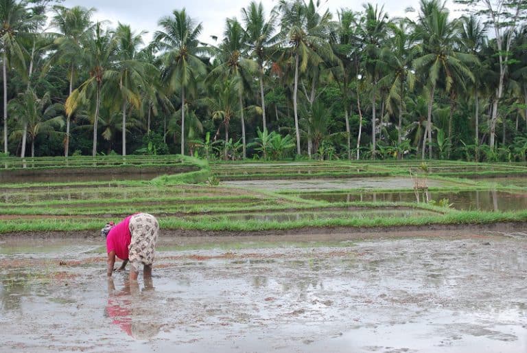 riziculture bali travail ancestral