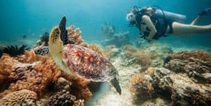 tortue plongée Gili
